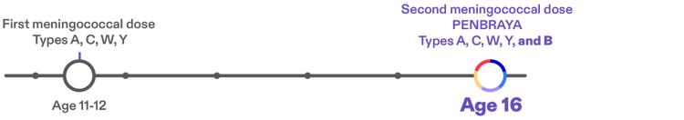 A meningitis vaccination schedule showing that teens typically receive their first meningitis shot at age 11 or 12 for types A,C,W, and Y, and at age 16 they can get PENBRAYA (Meningococcal groups A,B,C,W, and Y).